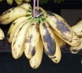 Bananes