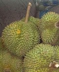 Durian