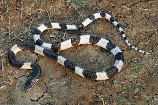 Bungarus candidus