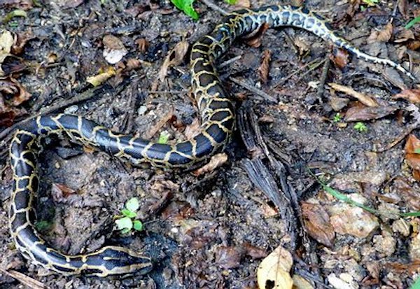 Python bivittatus