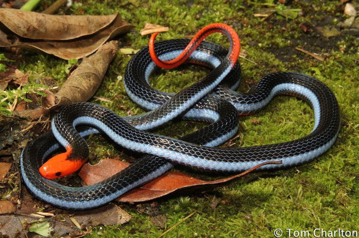 Calliophis bivirgata