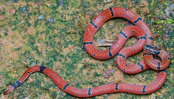 Calliophis maculiceps