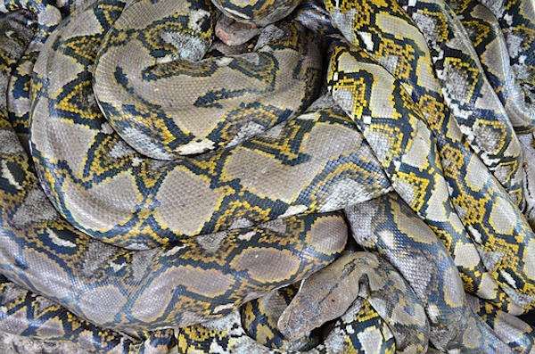 Malayopython reticulatus