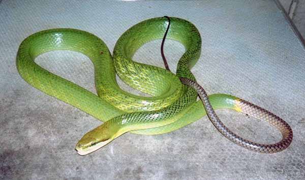 Gonyosoma oxycephalum