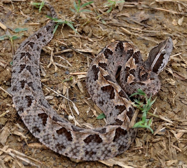 Malayan Pit Viper