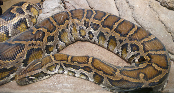 Python bivittatus