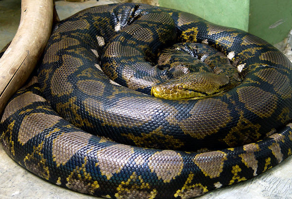 Malayopython reticulatus