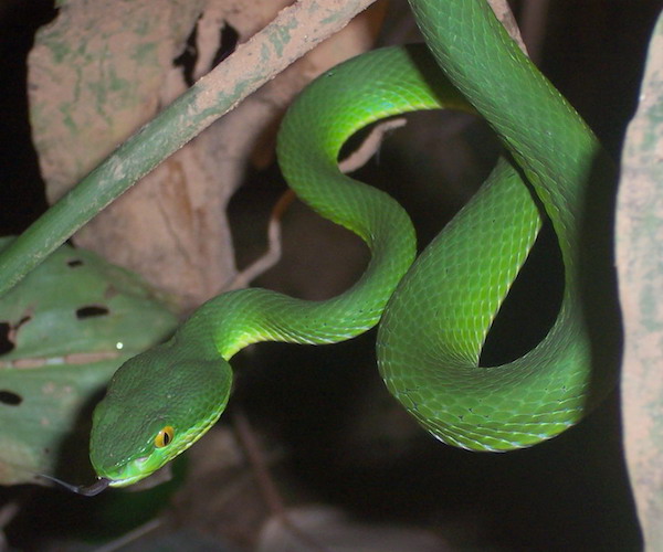 Trimeresurus albolabris