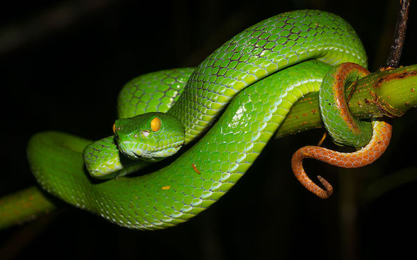 Trimeresurus macrops