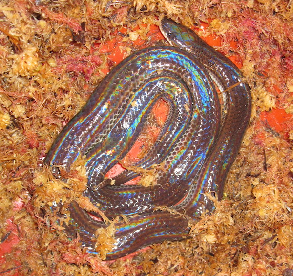 Xenopeltis unicolor