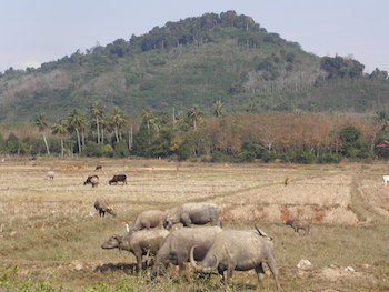 Les rizières de la côte Ouest