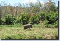 Un éléphant à Phuket
